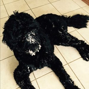 Meet your Posher, Sandy